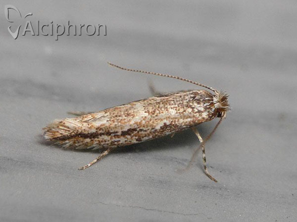 Phyllonorycter issikii