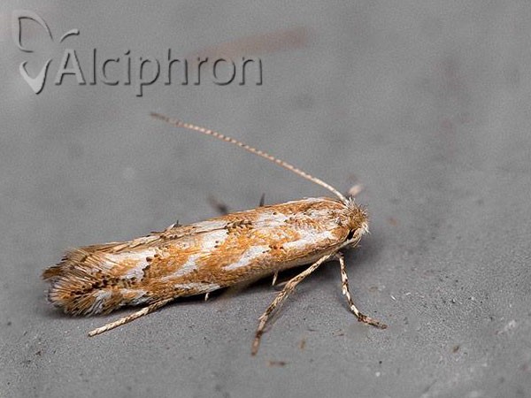 Phyllonorycter issikii