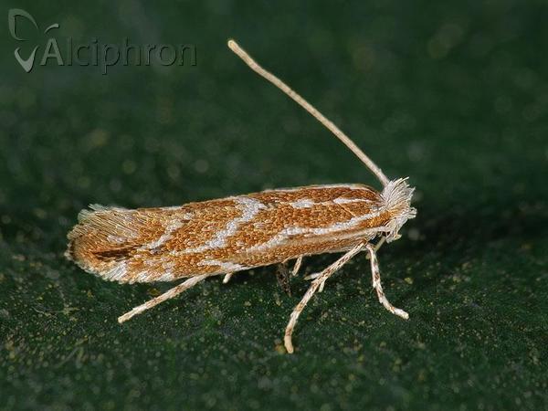 Phyllonorycter leucographella