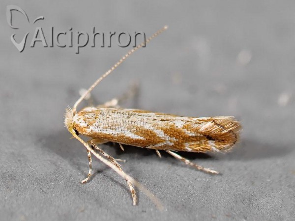Phyllonorycter leucographella