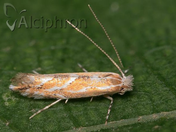 Phyllonorycter leucographella