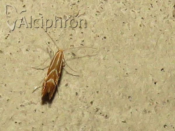 Phyllonorycter leucographella