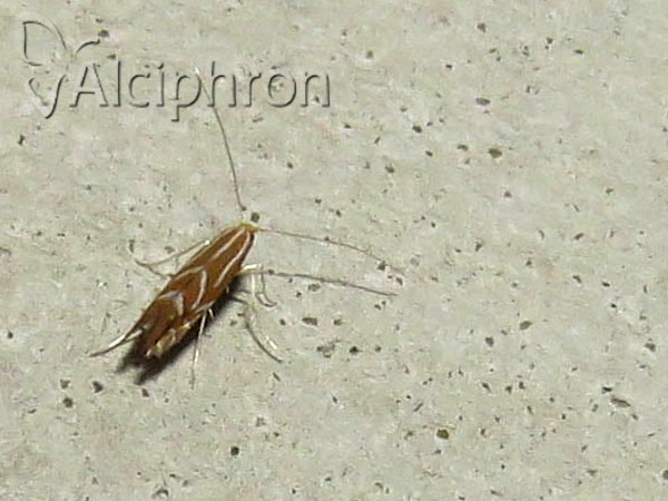 Phyllonorycter leucographella