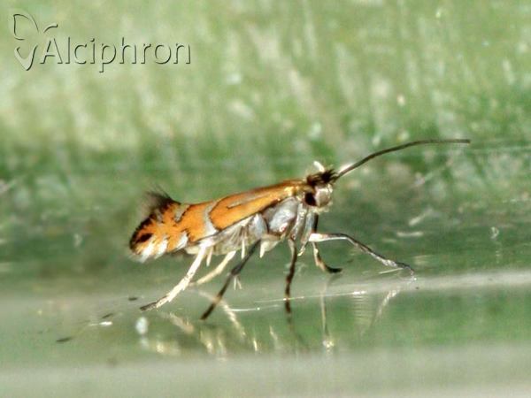 Phyllonorycter medicaginella