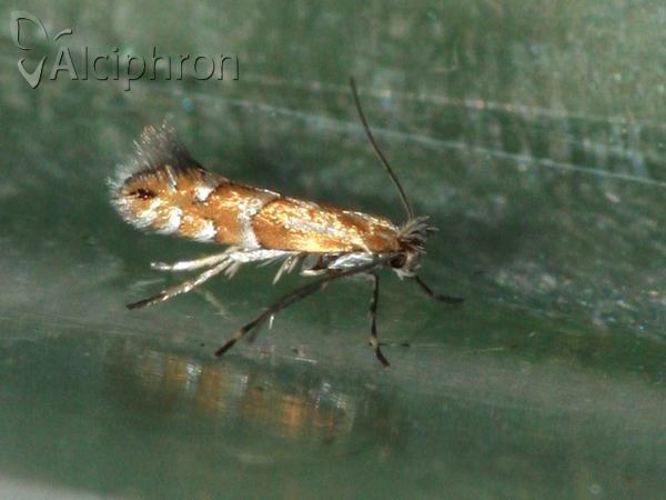 Phyllonorycter medicaginella