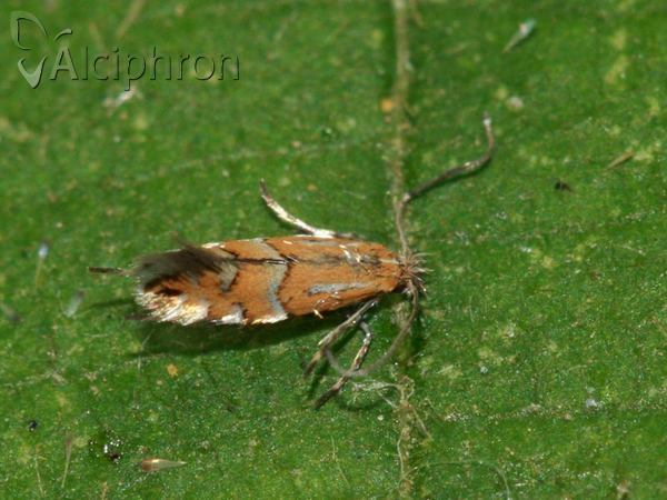 Phyllonorycter medicaginella