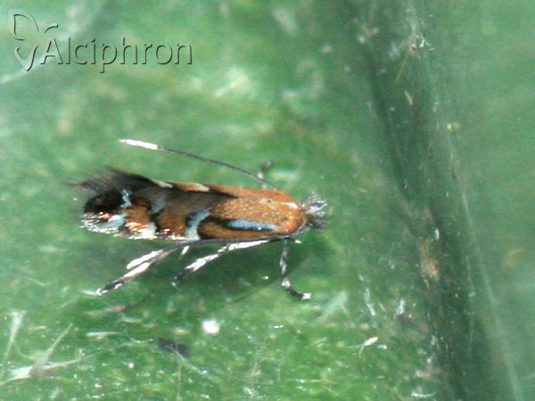 Phyllonorycter medicaginella