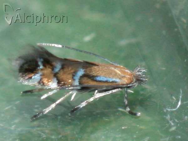 Phyllonorycter medicaginella