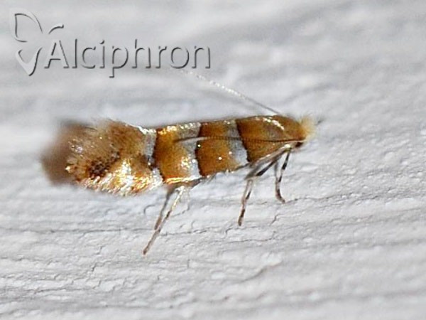 Phyllonorycter nicellii