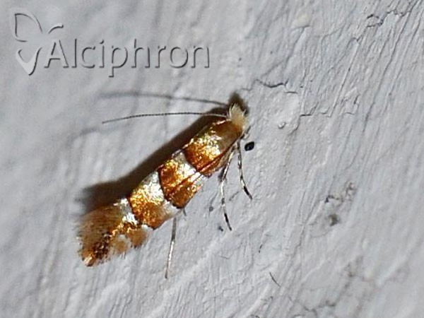 Phyllonorycter nicellii