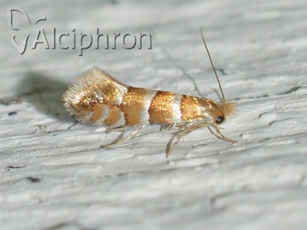 Phyllonorycter nicellii