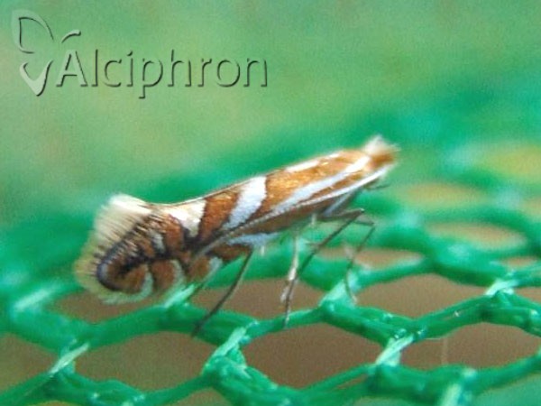 Phyllonorycter oxyacanthae