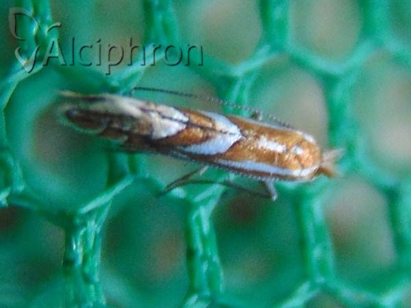 Phyllonorycter oxyacanthae