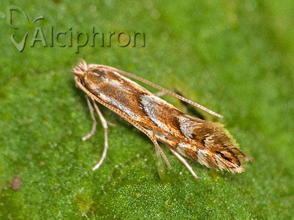 Phyllonorycter oxyacanthae