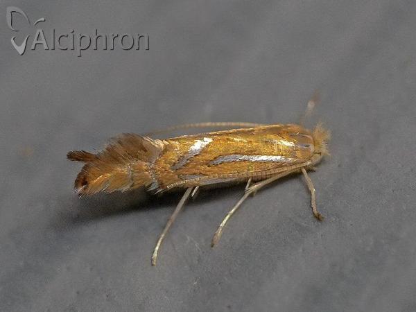 Phyllonorycter platani
