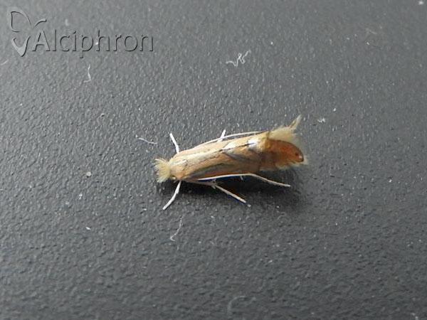 Phyllonorycter platani