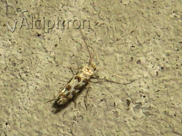 Phyllonorycter populifoliella