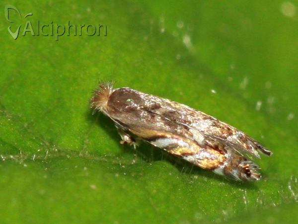 Phyllonorycter robiniella