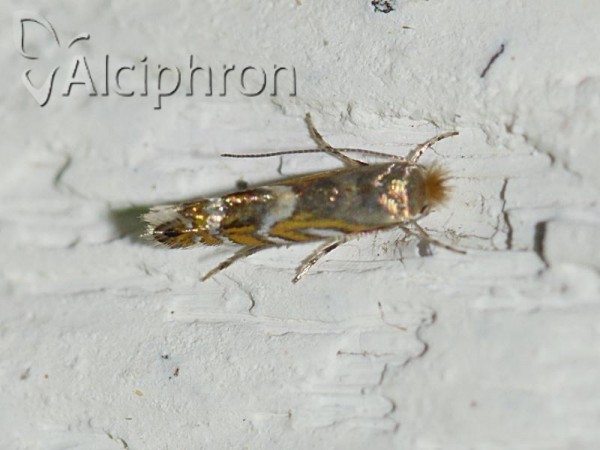 Phyllonorycter robiniella
