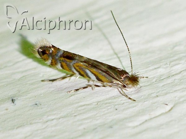 Phyllonorycter robiniella