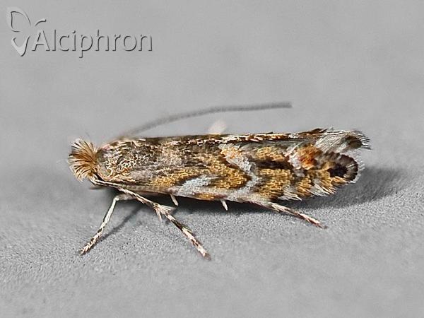 Phyllonorycter robiniella