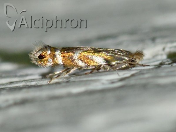Phyllonorycter robiniella