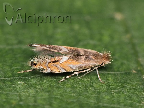 Phyllonorycter robiniella
