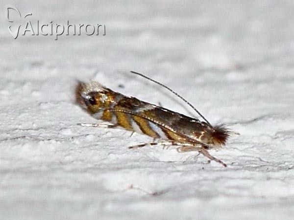 Phyllonorycter robiniella
