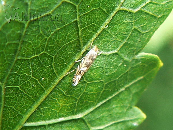 Phyllonorycter robiniella