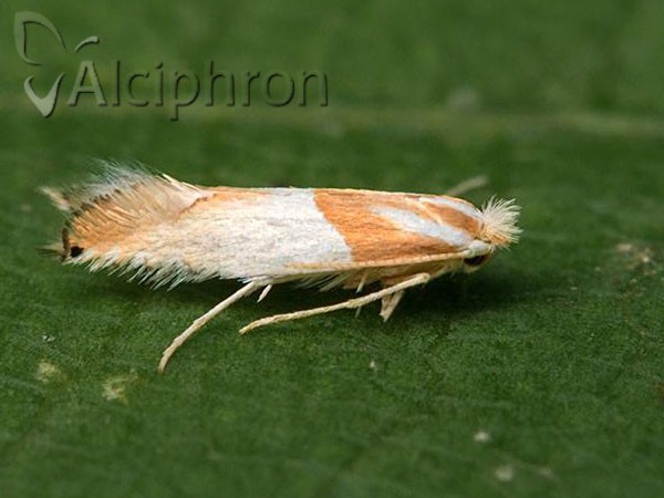 Phyllonorycter roboris