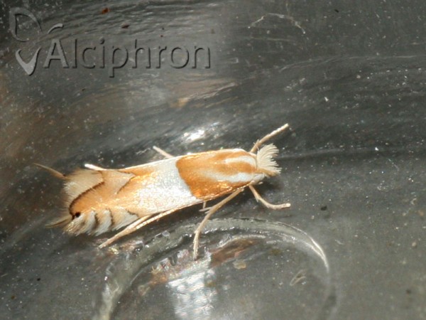 Phyllonorycter roboris