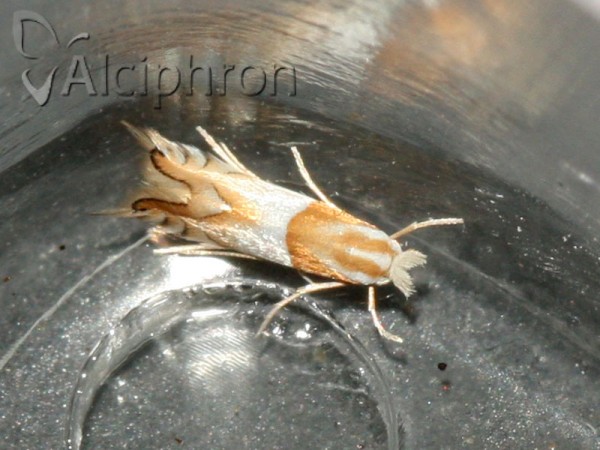 Phyllonorycter roboris