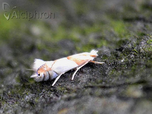Phyllonorycter roboris