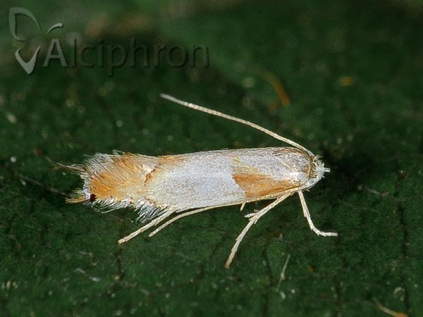 Phyllonorycter roboris