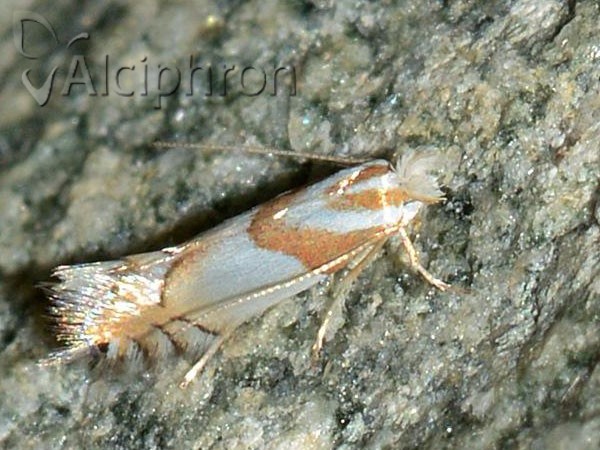Phyllonorycter roboris