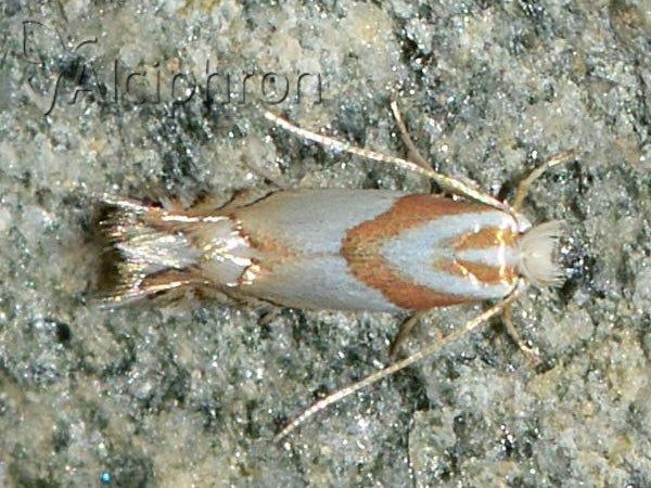 Phyllonorycter roboris