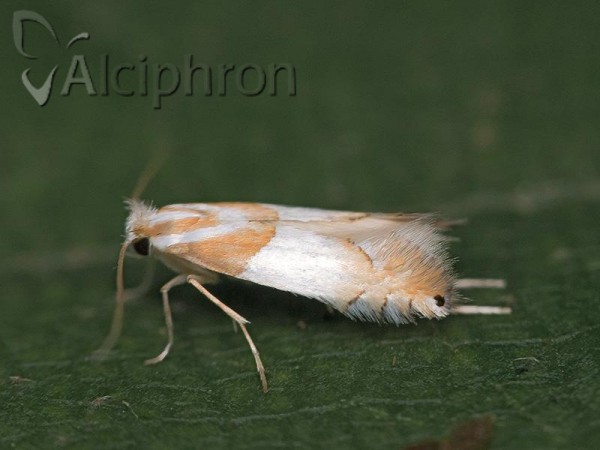 Phyllonorycter roboris