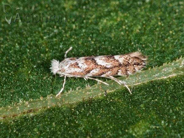 Phyllonorycter sagitella