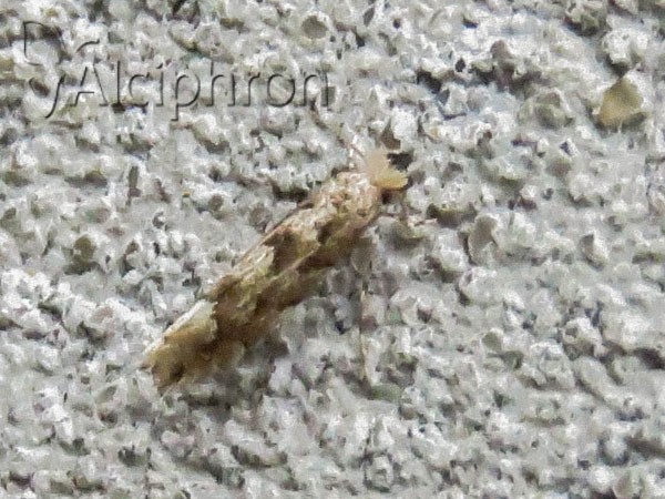Phyllonorycter sagitella