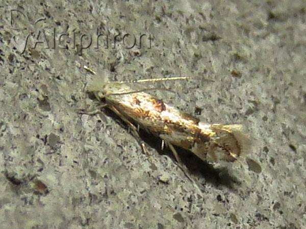 Phyllonorycter sagitella