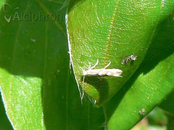 Phyllonorycter salicicolella