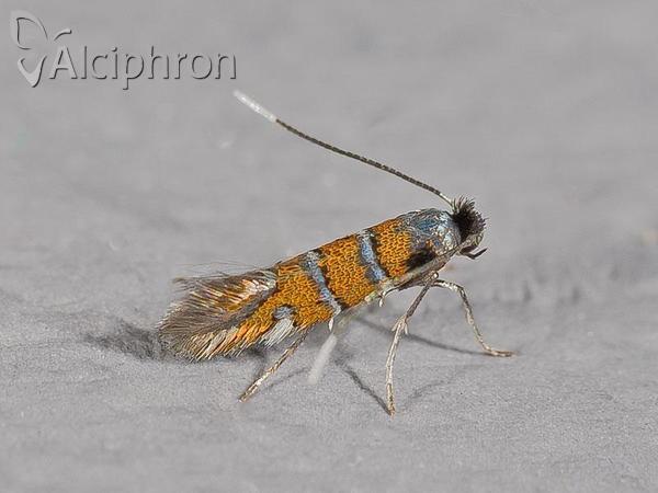 Phyllonorycter schreberella