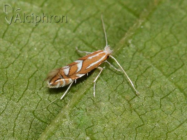 Phyllonorycter spinicolella