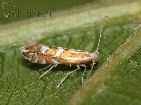 Phyllonorycter spinicolella