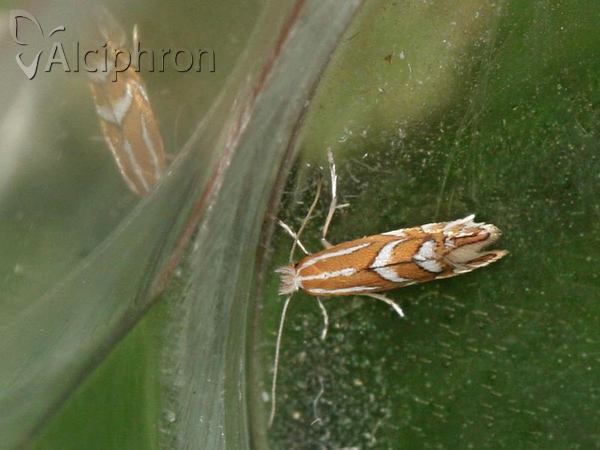 Phyllonorycter spinicolella