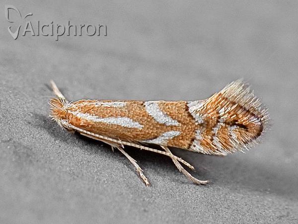 Phyllonorycter spinicolella