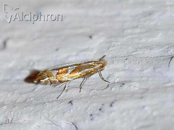 Phyllonorycter spinicolella