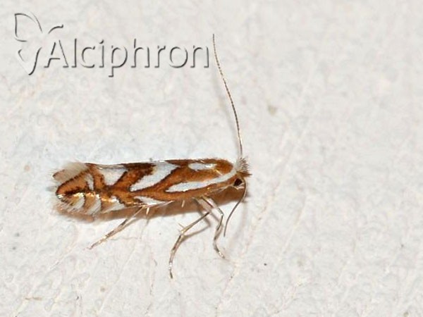 Phyllonorycter spinicolella