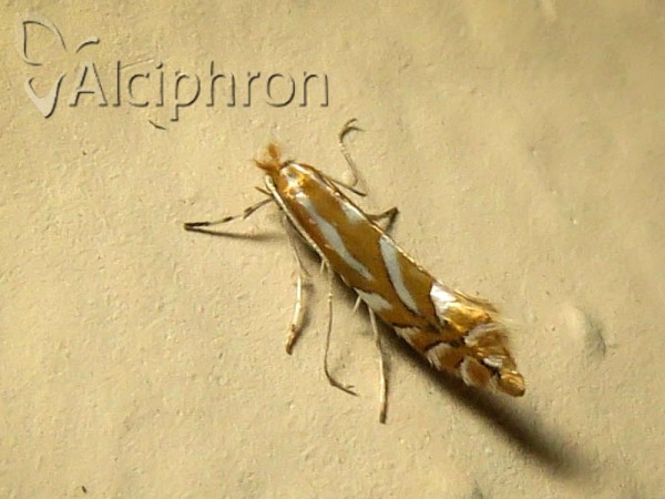 Phyllonorycter spinicolella
