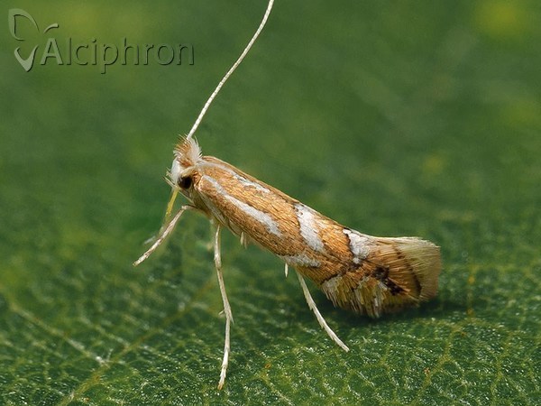 Phyllonorycter cerasicolella